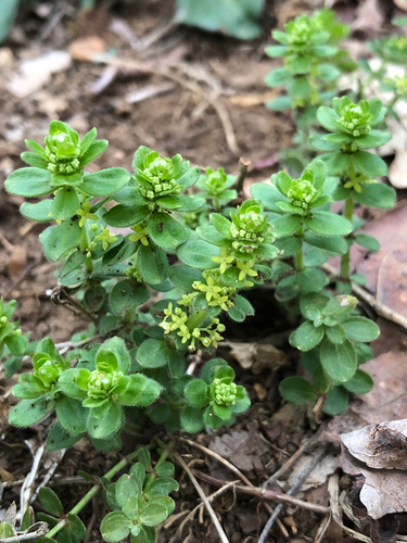 Cruciata glabra (Cruciata glabra)
