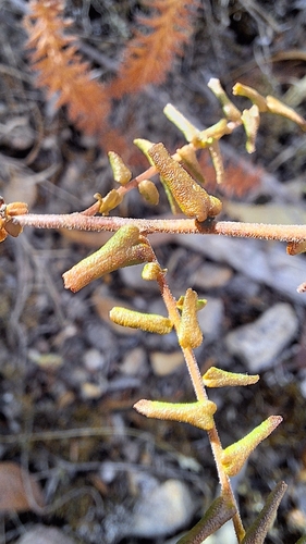 Image of Hillebrands Waxflower (Leionema hillebrandii) by no rights reserved