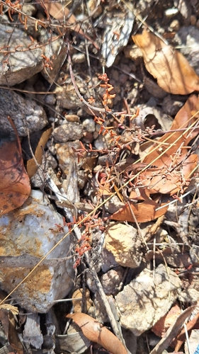 Image of Leionema hillebrandii by no rights reserved