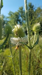 Dipsacus laciniatus