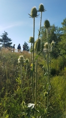 Dipsacus laciniatus