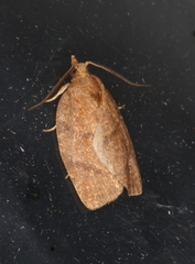 Argyrotaenia juglandana