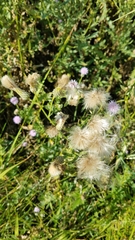Cirsium arvense