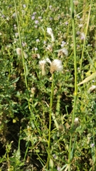 Cirsium arvense