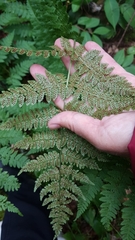 Dryopteris intermedia