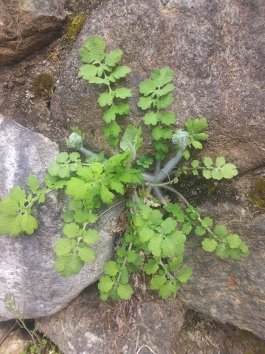 Chelidonium asiaticum (Chelidonium asiaticum)
