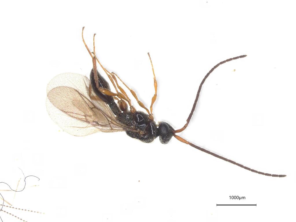 Diphora