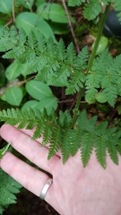 Dryopteris intermedia
