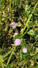 Cirsium arvense
