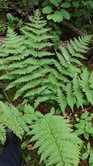Dryopteris intermedia