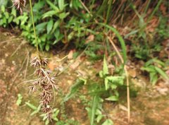 Scleria terrestris
