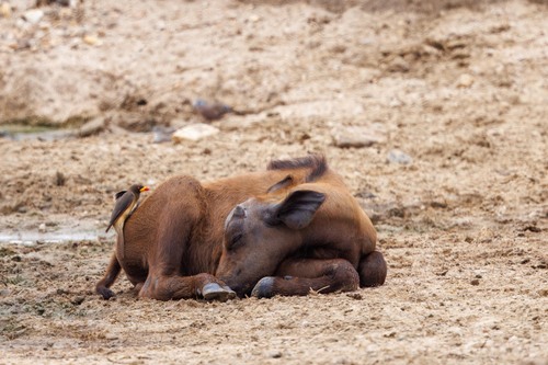 African Buffalo
