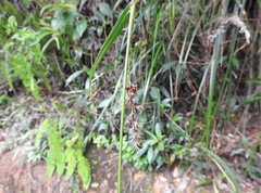 Scleria terrestris