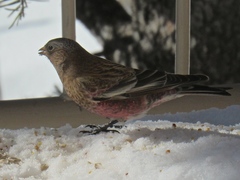 Leucosticte australis