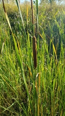 Typha latifolia
