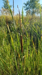 Typha latifolia
