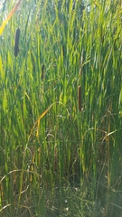 Typha latifolia