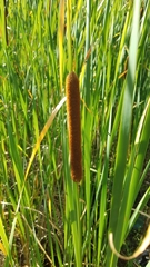 Typha latifolia