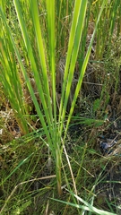 Typha latifolia