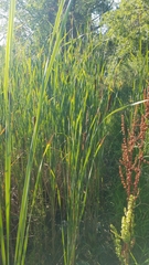 Typha latifolia