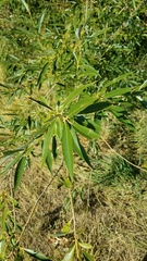 Salix amygdaloides