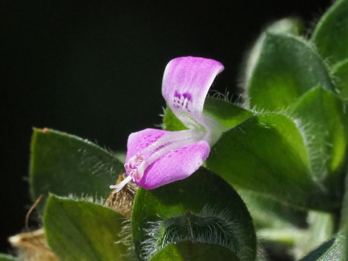 Dicliptera chinensis iNat (1)