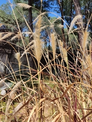 Cenchrus × cupreus, photograph Татьяна Максимова, CC BY, iNaturalist via GBIF