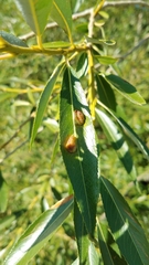 Salix amygdaloides