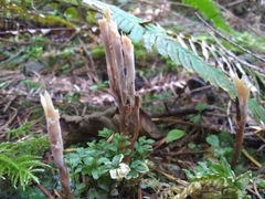Clavulina castaneipes