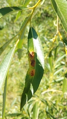 Salix amygdaloides