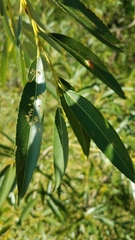 Salix amygdaloides
