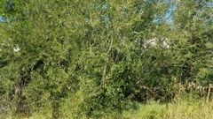 Salix amygdaloides