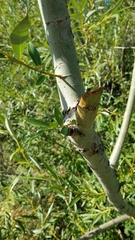 Salix amygdaloides