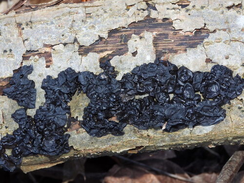 Garbanotasis drebutis