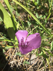 Calochortus nudus