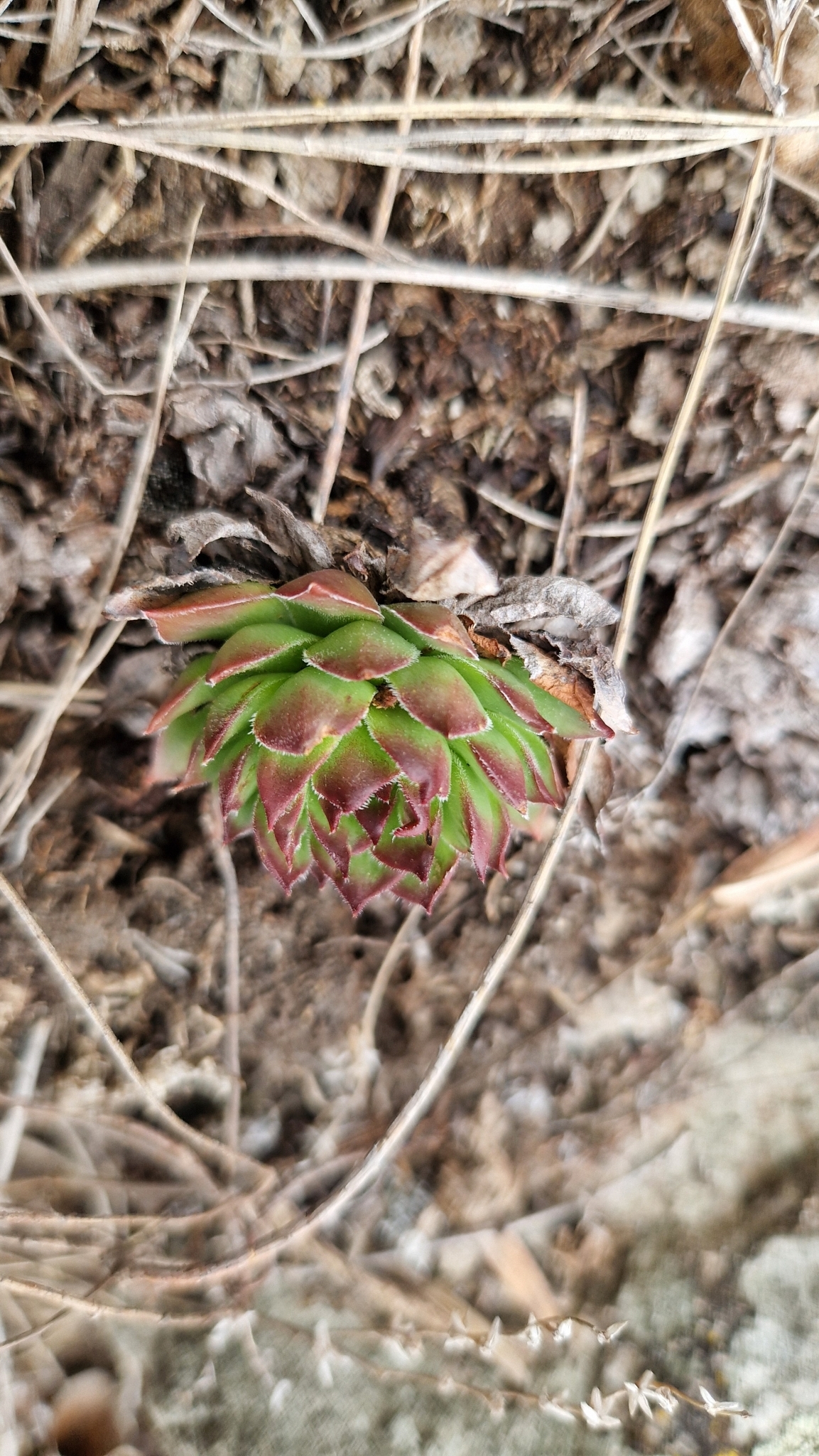 Sempervivum italicum I.Ricci 2