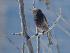 Leucosticte atrata