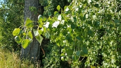 Populus deltoides