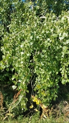 Populus deltoides