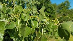Populus deltoides