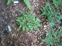 Adiantum viridimontanum
