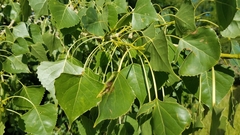 Populus deltoides