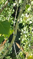 Populus deltoides