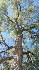 Populus deltoides