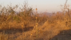 Leonotis nepetifolia nepetifolia