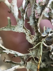 Platismatia stenophylla