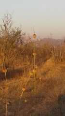 Leonotis nepetifolia nepetifolia