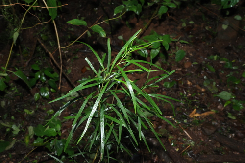 Image of Acacia maidenii by (c) Greg Tasney, some rights reserved (CC BY-SA)