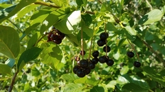 Prunus virginiana