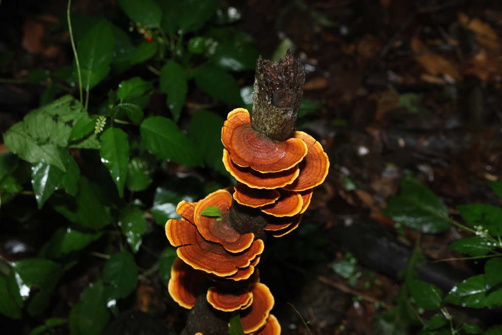 Stereum versicolor